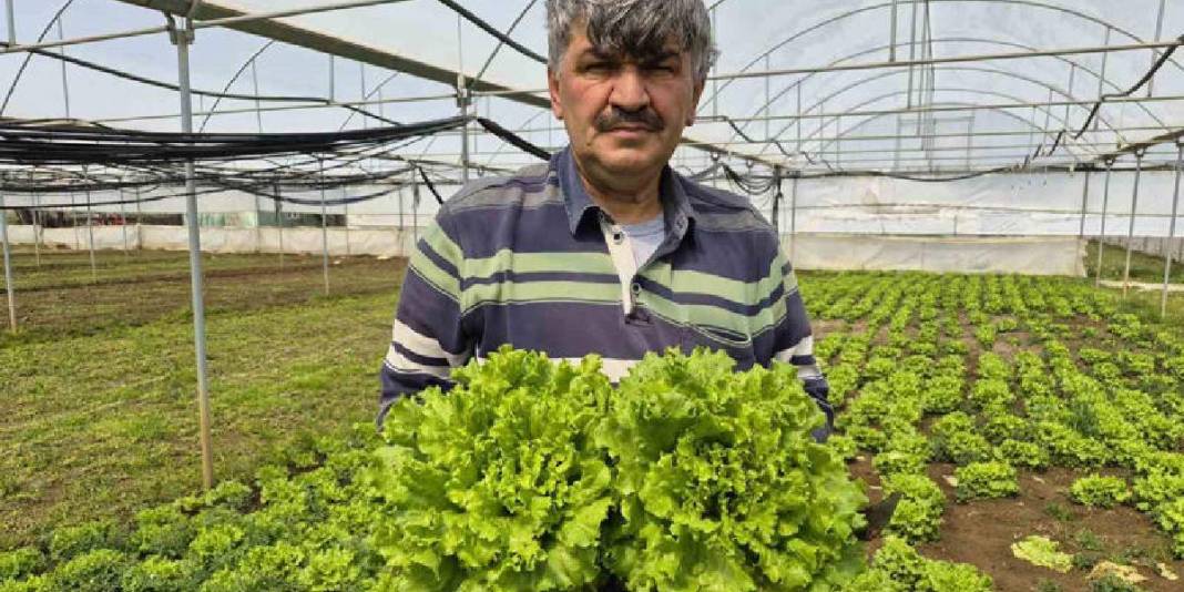 Marulda fiyat farkı açıldı: Tarlada 15 TL, tezgahta 100 TL 3